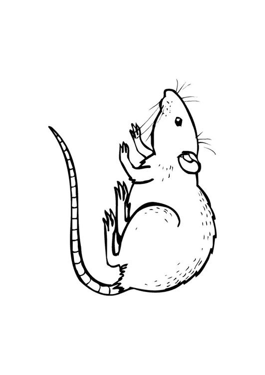 Rata