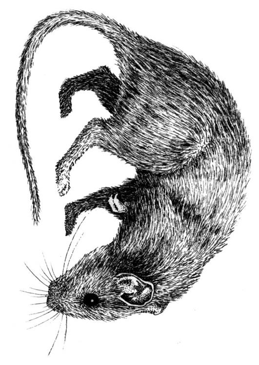Rata