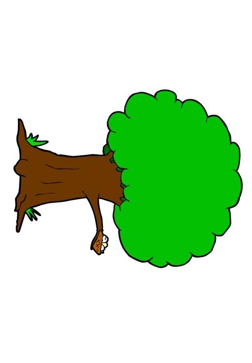 Árbol