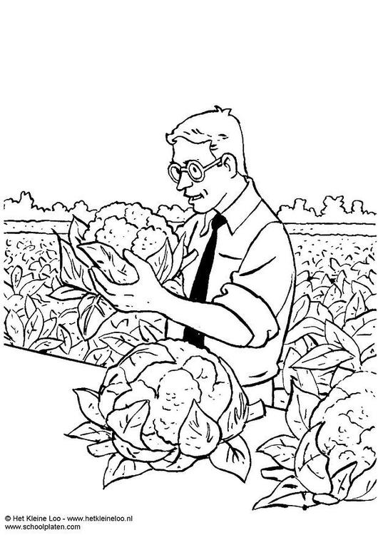 Recolección de coliflor
