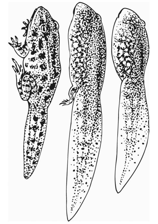 Renacuajo