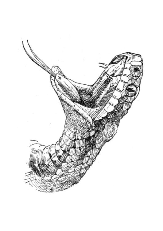 Serpiente