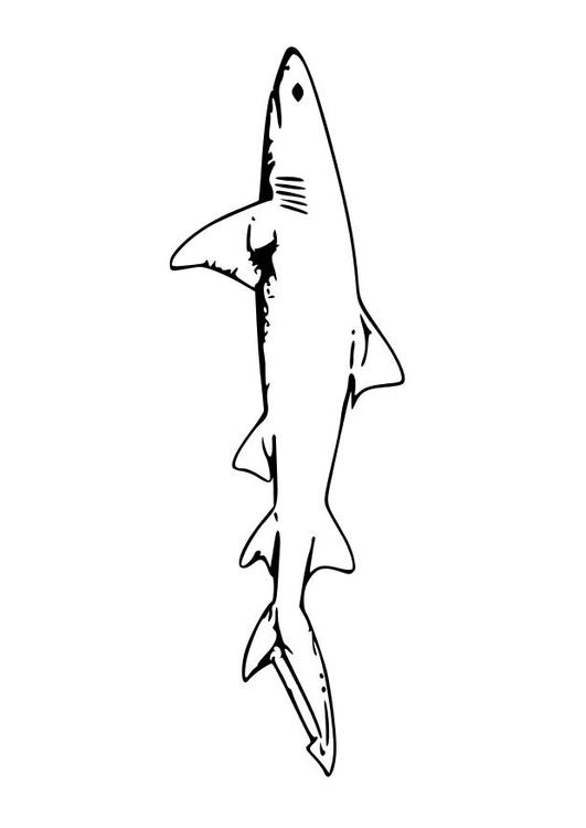 Tiburón