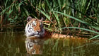Fotos tigre en agua
