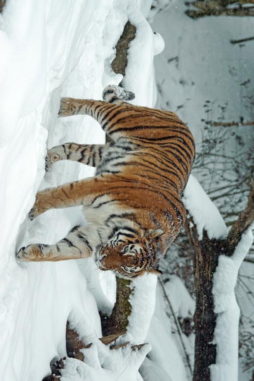 tigre en nieve