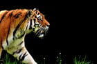Fotos tigre