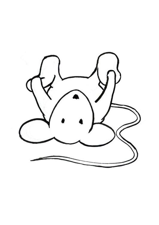 Transi, el conejo