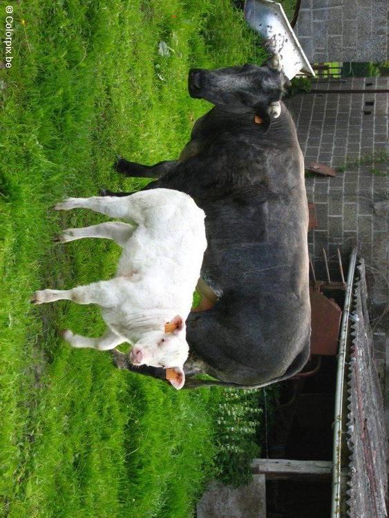 Vaca con ternero