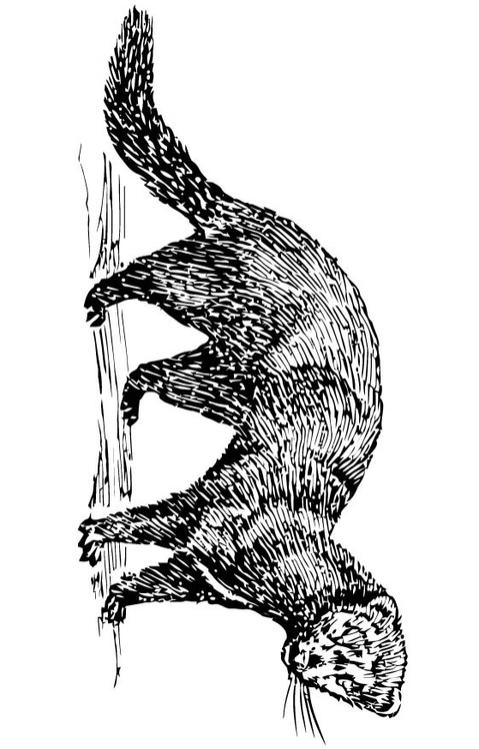 Visón
