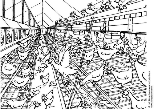 Gallinero