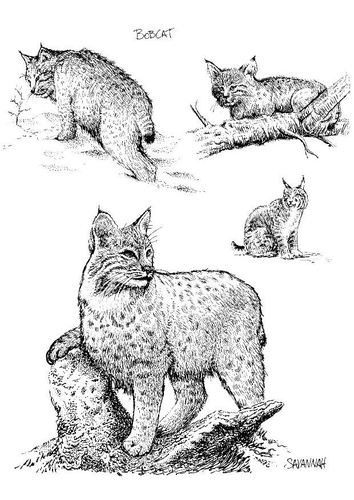 Dibujo para colorear Gato montés