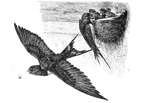 Golondrina