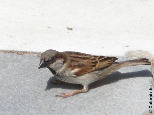 Gorrión