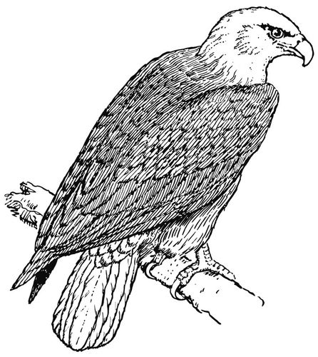 Dibujo para colorear Águila