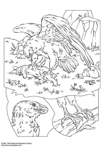 Dibujo para colorear Águila