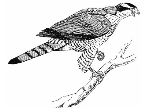 Halcón