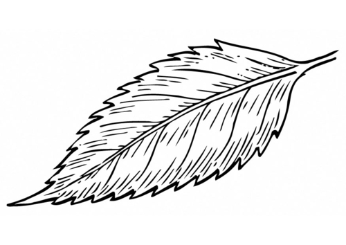 Hoja