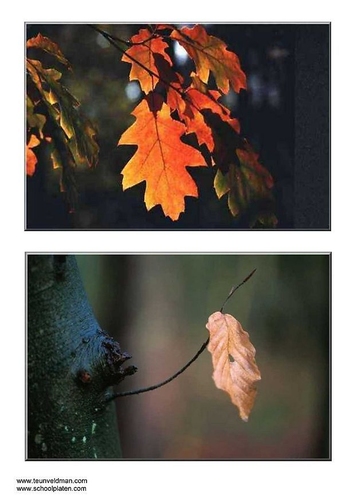Foto Hojas de otoño