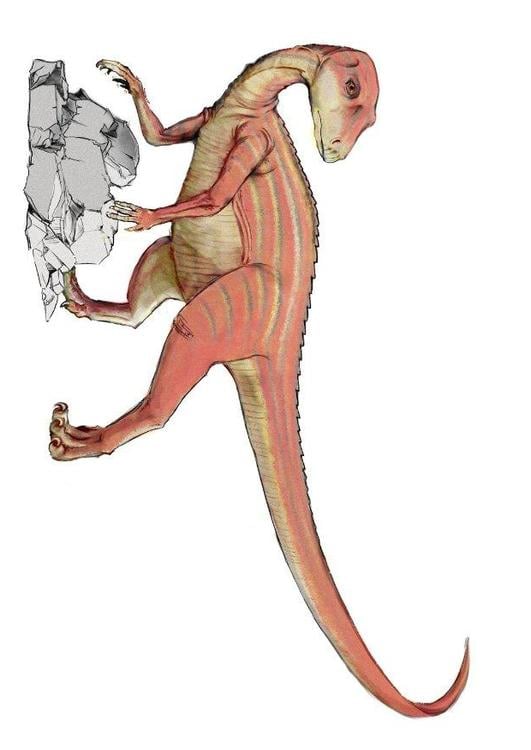 Dinosaurio abrictosaurus