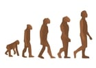 Imagenes Evolución del hombre