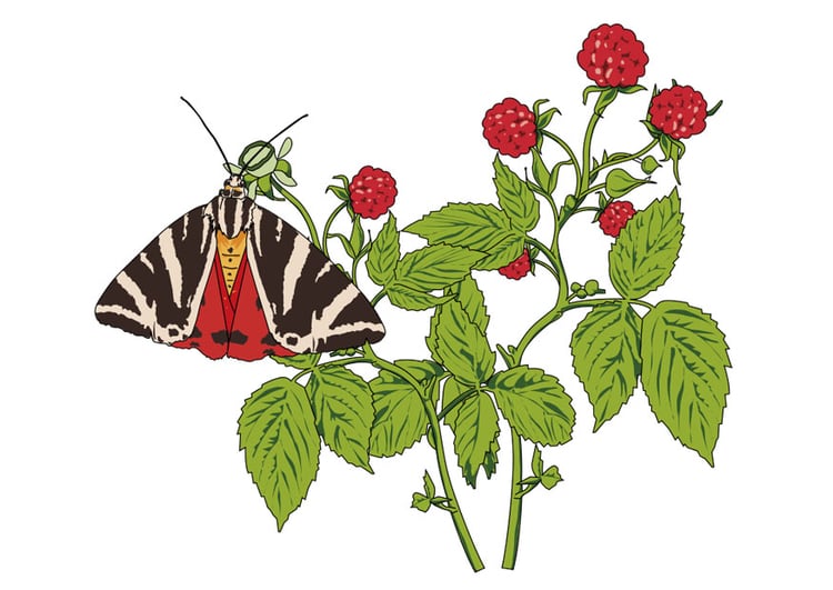 Imagen frambuesas con mariposa