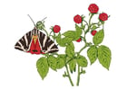 Imagenes frambuesas con mariposa