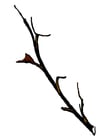 rama de árbol en invierno