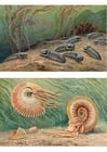 Imagenes Trilobitos y ammonoideos
