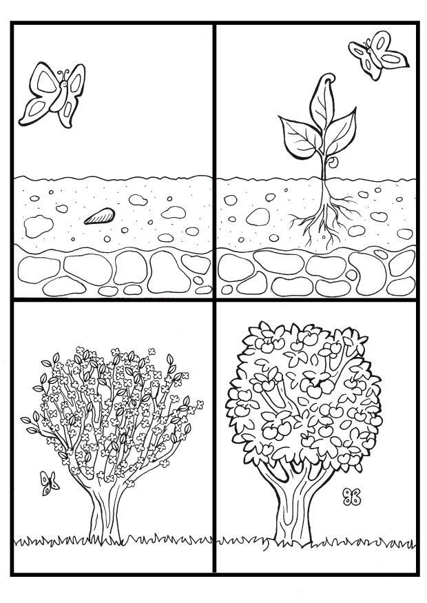 ciclo del manzano Dibujo para colorear ciclo del manzano