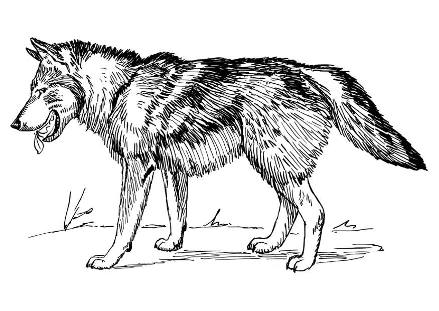 lobo Dibujo para colorear lobo