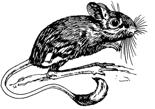 Dibujo para colorear jerboa