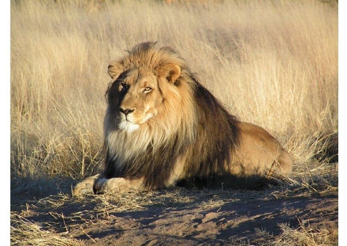 León