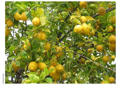 Limones
