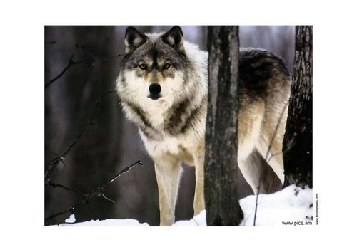 Foto Lobo