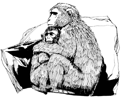 Macaco