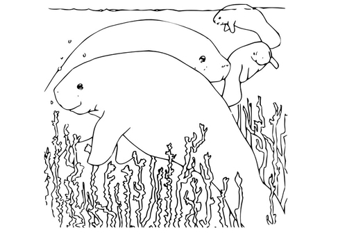 Dibujo para colorear Manatí