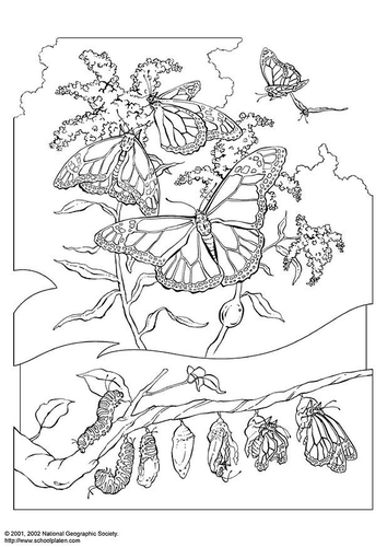 Mariposa reina