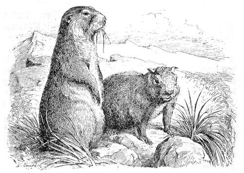Marmota