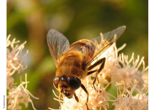 Foto mosca - mosca zángano