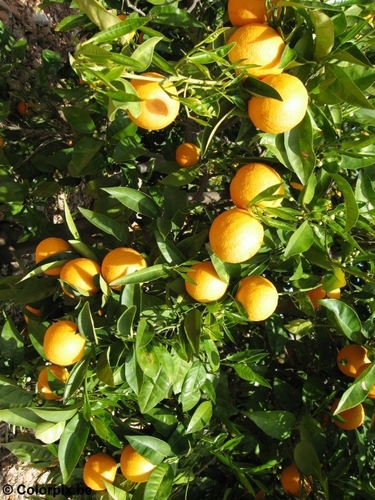 Naranjas