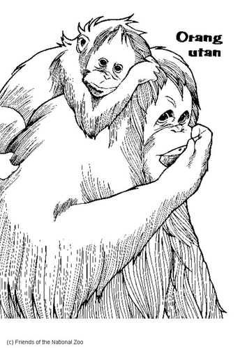 Orangután