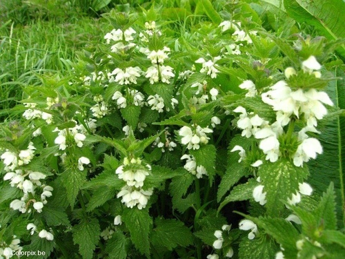 Ortiga blanca