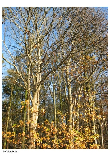 Otoño - árboles