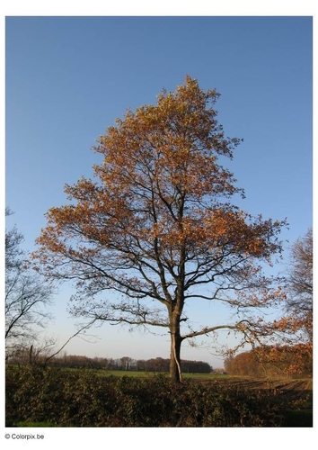 Otoño - árboles