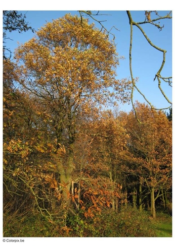 Foto Otoño en el bosque