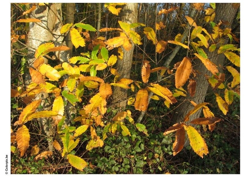 Otoño en el bosque