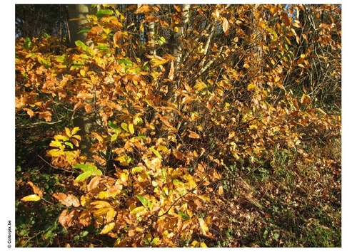 Otoño en el bosque