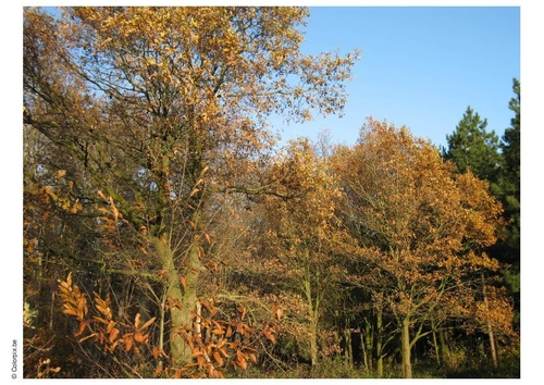 Foto Otoño en el bosque
