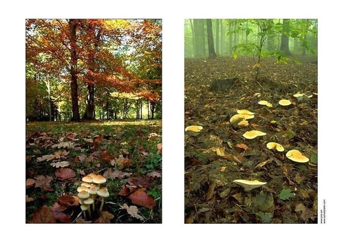Foto Otoño
