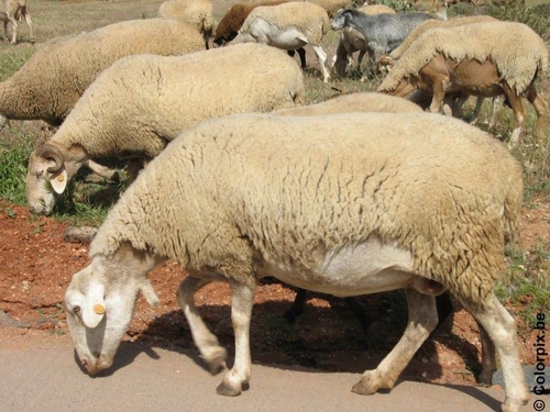 Ovejas